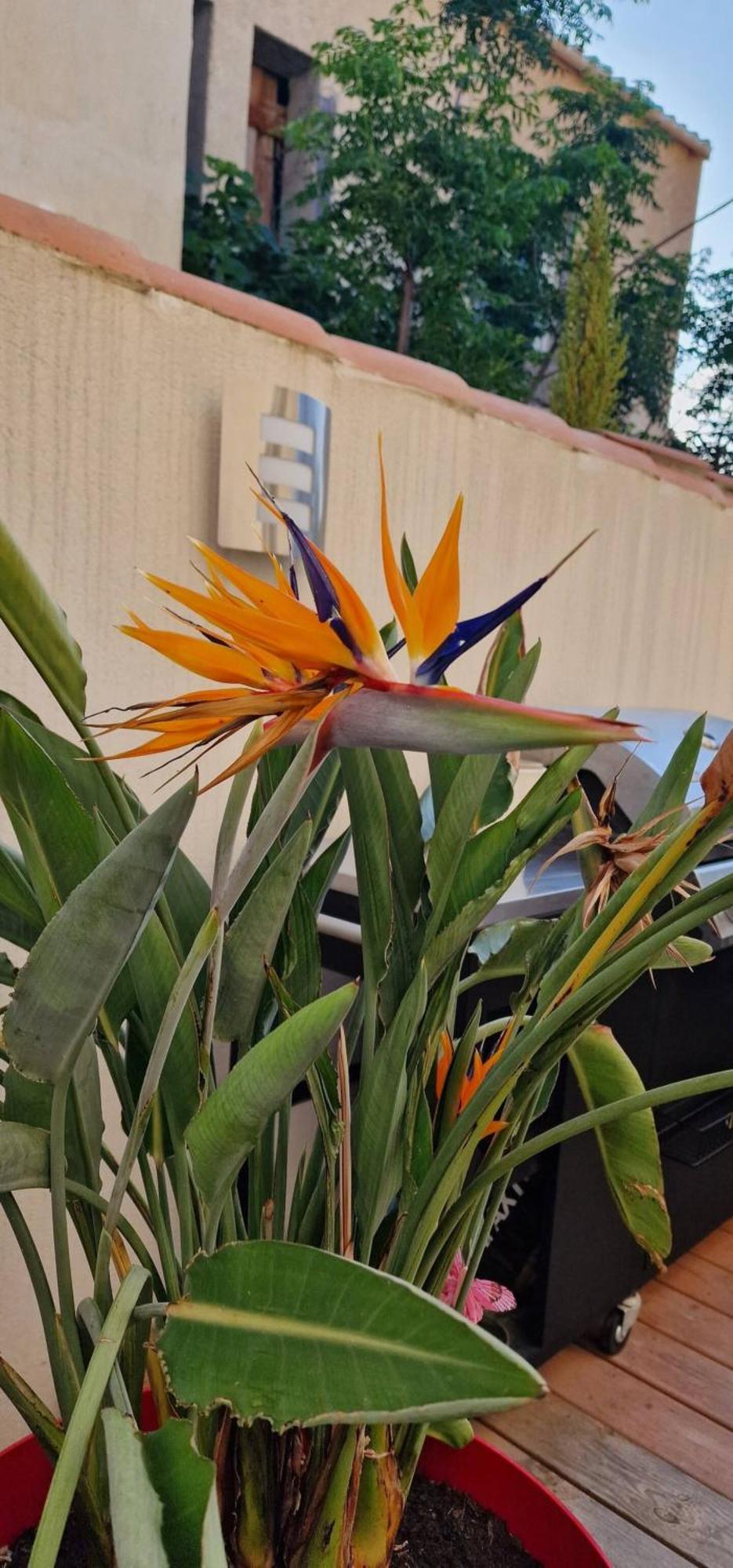 L'Oiseau Du Paradis 纳博讷 外观 照片
